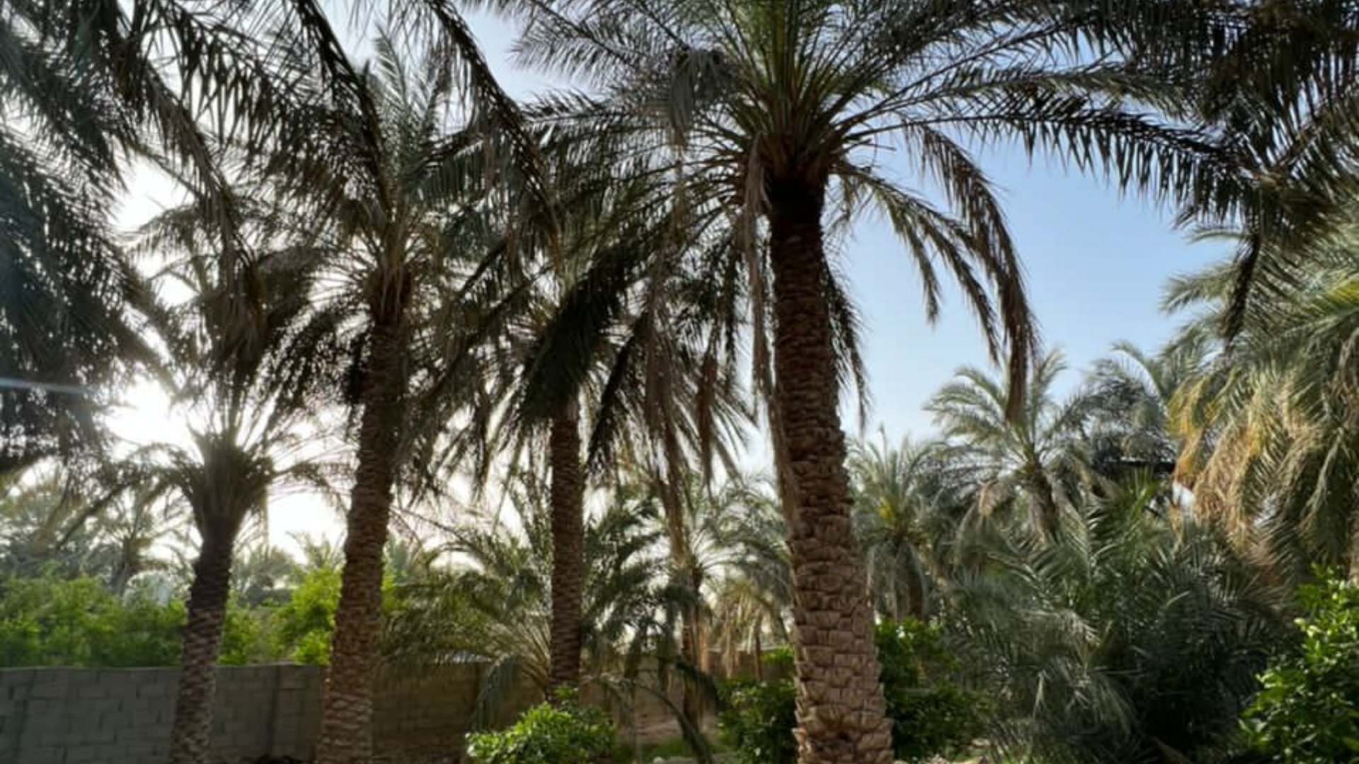 آفتاب ریگان