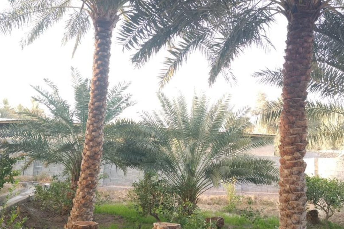 مستر مهتاب | اقامتگاه بوگردی هور بانو، تصویر ۳
