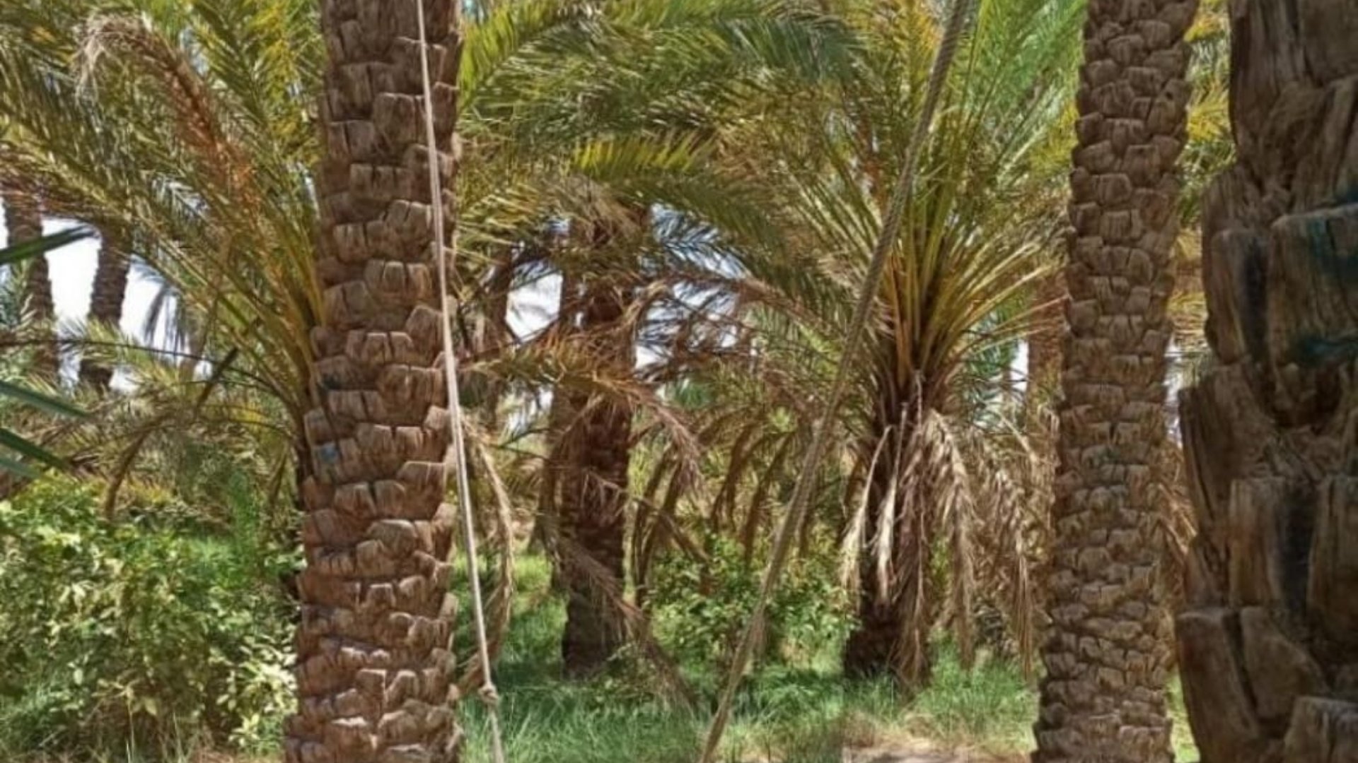 اقامتگاه بومگردی نبکا، تصویر ۳