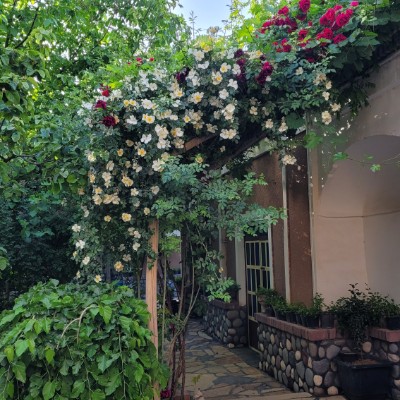 فهیمه منوچهری